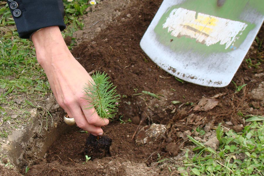 IIAG y Confemadera conmemoran el Día del Árbol