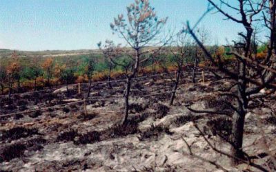 El IIAG evalúa una nueva técnica para determinar la gravedad de un incendio forestal en el suelo