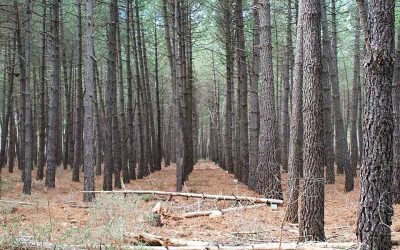 Una tesis de la MBG avanza en el conocimiento de la producción de resina en pino