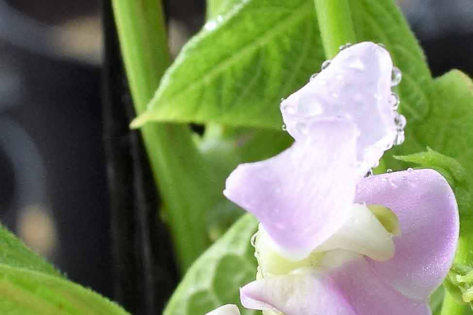 La MBG identifica en la judía común un gen con gran influencia para determinar dónde y cuándo cultivarla