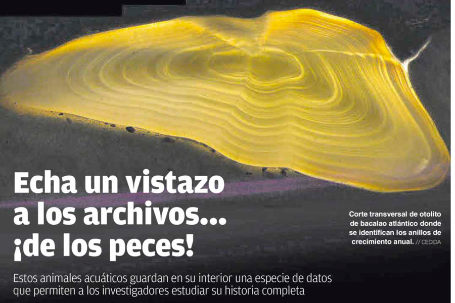 Echa un vistazo a los archivos… ¡de los peces!