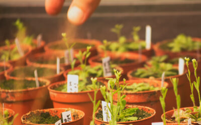 La MBG participa en FITONET, la red social sobre la biodiversidad vegetal