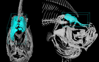 Un mapa interactivo muestra cómo se organiza espacialmente el ADN del rodaballo