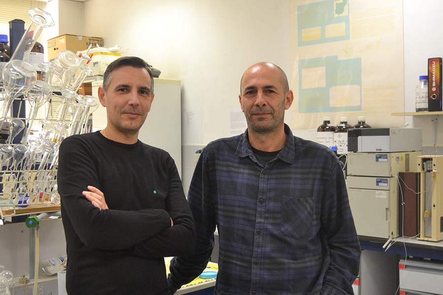 Investigadores da UVigo e do CSIC analizan como mellorar a resistencia do millo a pragas e secas