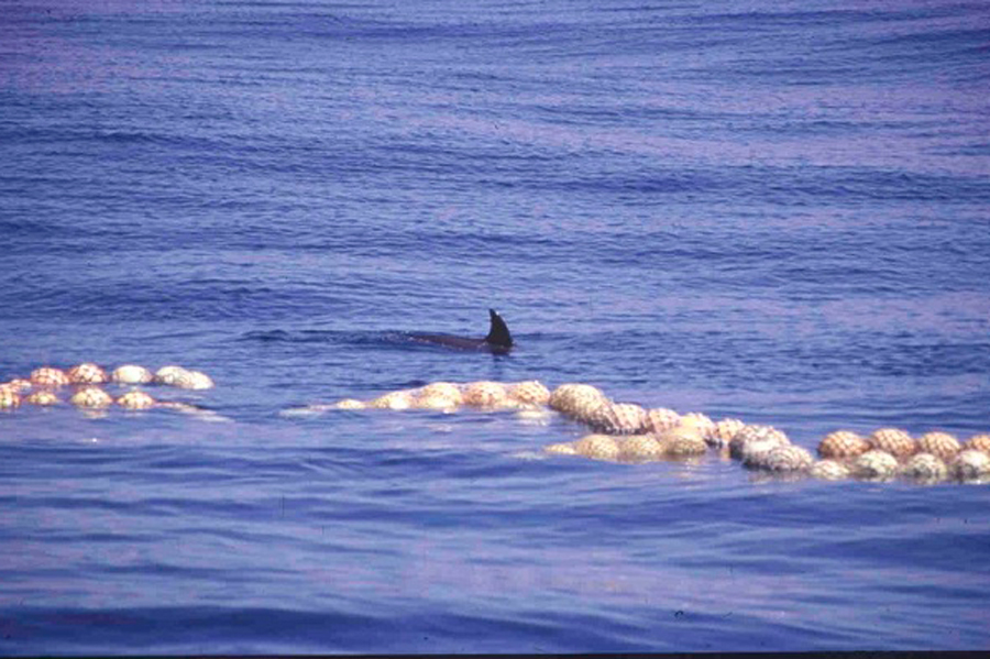 Se inicia un proyecto del programa HE para reducir las capturas incidentales de megafauna marina