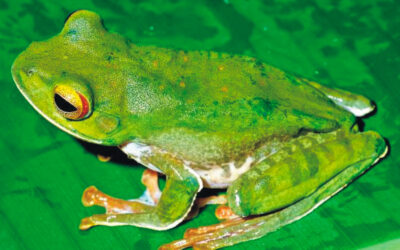El IIM evalúa la diversidad de anfibios en Madagascar y observa que puede ser el doble de la reconocida