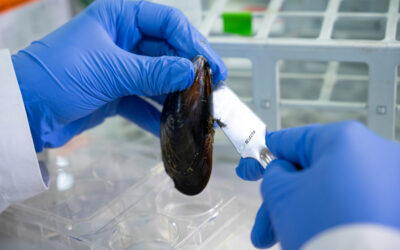 El IIM-CSIC descubre el mayor repertorio genético de receptores inmunes del reino animal en bivalvos
