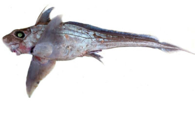 Un equipo del IEO desarrolla un método para identificar con precisión especies de rayas y quimeras