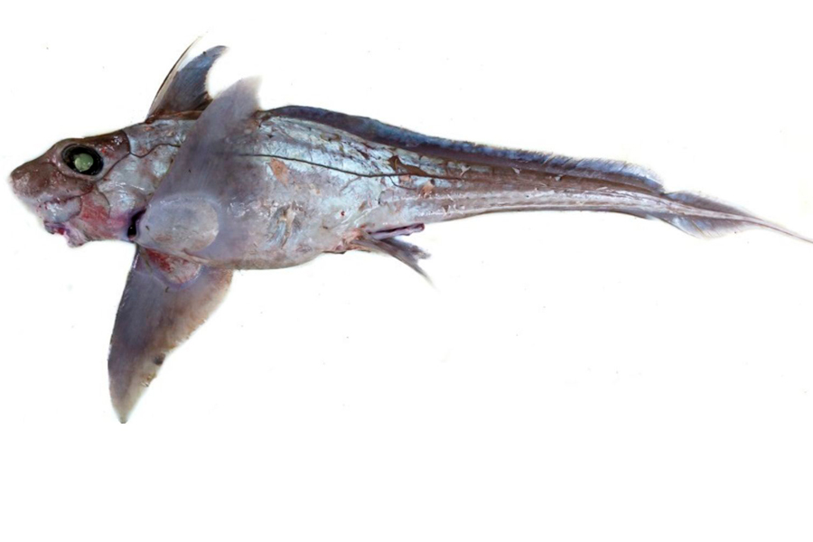 Un equipo del IEO desarrolla un método para identificar con precisión especies de rayas y quimeras