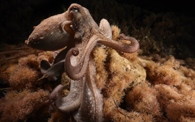 El CSIC documenta por primera vez un pulpo con brazo bifurcado funcional en su hábitat natural