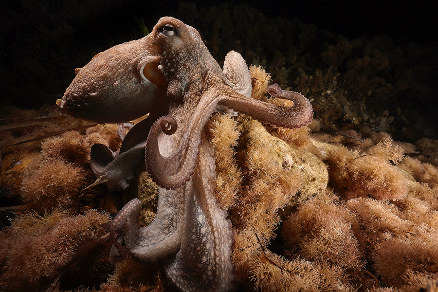 El CSIC documenta por primera vez un pulpo con brazo bifurcado funcional en su hábitat natural