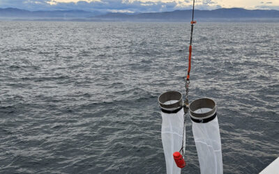 El IEO evalúa la población de caballa y jurel en el Cantábrico y el golfo de Bizkaia