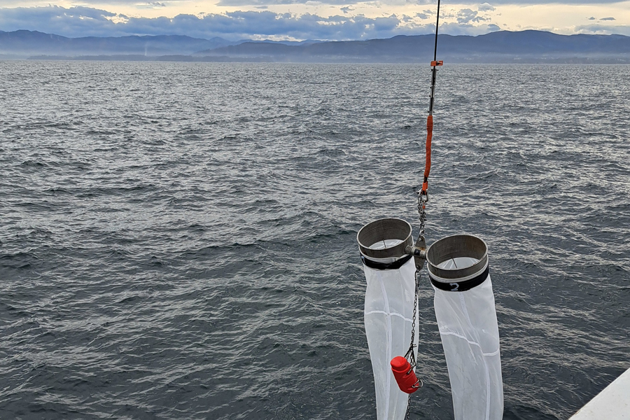El IEO evalúa la población de caballa y jurel en el Cantábrico y el golfo de Bizkaia