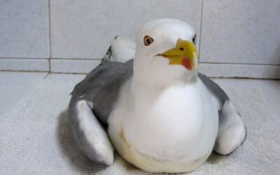 La parálisis que afecta a las gaviotas y otras aves acuáticas estaría causada por botulismo según un nuevo estudio